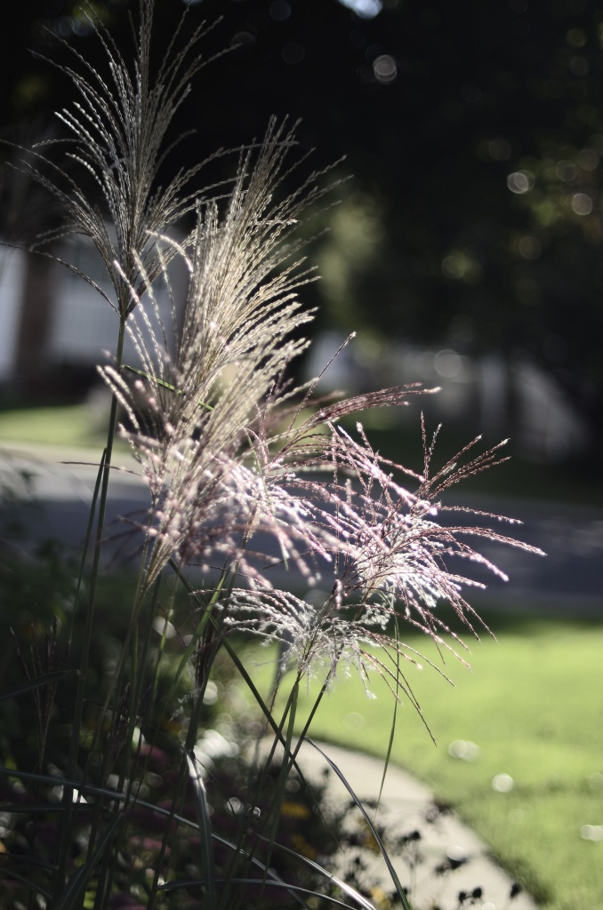  The fall grasses in their splendor. by dora