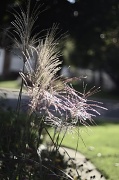 26th Sep 2012 -  The fall grasses in their splendor.