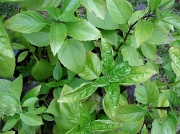 23rd Sep 2012 - Basil 8 kinds