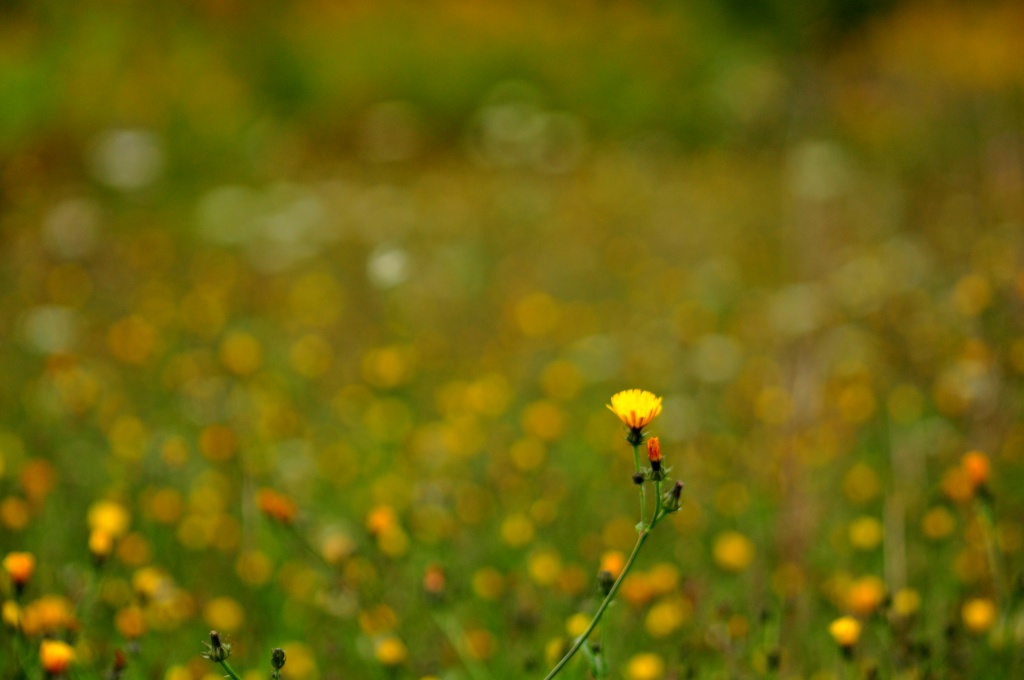 Mellow Yellow by jayberg