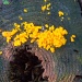 Yellow fungus by bruni