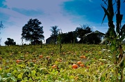27th Sep 2012 -  The Land Of Pumpkins