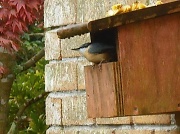 27th Sep 2012 - This is my box and no robin is getting in here!