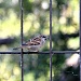 Bird on a Tiger Wire by kph129