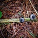 Blueberries or mushrooms? by bruni