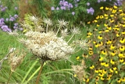 27th Sep 2012 - Going to Seed