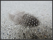 28th Sep 2012 - One Feather
