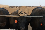 26th Sep 2012 - Evening in the feedlot