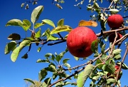 27th Sep 2012 - Apples