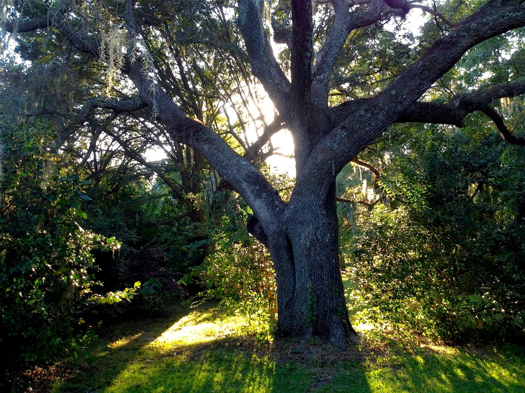 This is one of my favorite live oaks at the state park.  In the afternoon when the sun is setting, the backlighting of this tree and the shadows produced are extraordinary. by congaree
