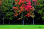 27th Sep 2012 - Colors of Autumn II