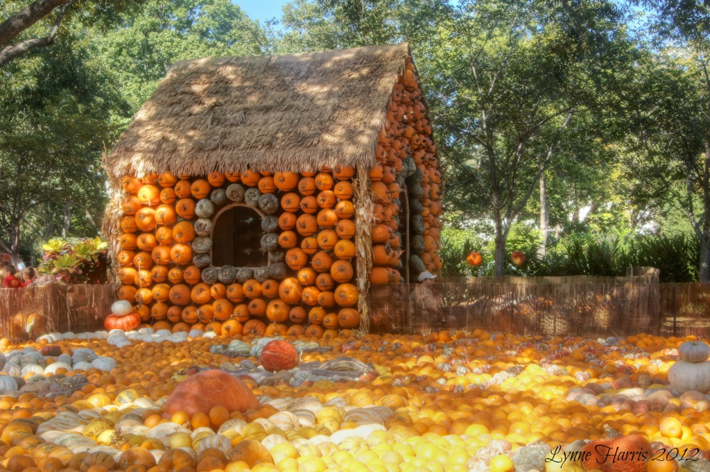 Pumpkins Everywhere! by lynne5477