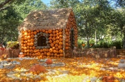 28th Sep 2012 - Pumpkins Everywhere!