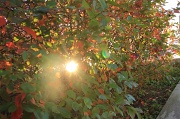 19th Sep 2012 - Autumn colors