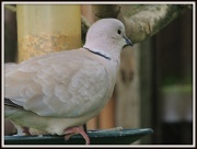28th Sep 2012 - Collared Dove