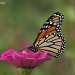 Quotable Monarch  by falcon11