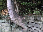 15th Sep 2012 - Tree in a wall