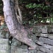 Tree in a wall by denidouble