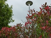 14th Sep 2012 - Lamp and leaves