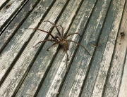 24th Sep 2012 - Spider