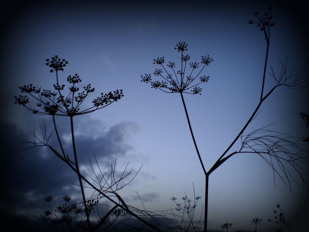 Fennel silhouetted in the twilight. by snowy