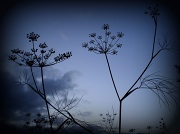 28th Sep 2012 - Fennel silhouetted in the twilight.