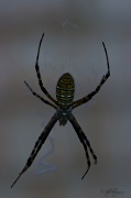 28th Sep 2012 - Arachnid