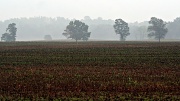 29th Sep 2012 - A Foggy Morning