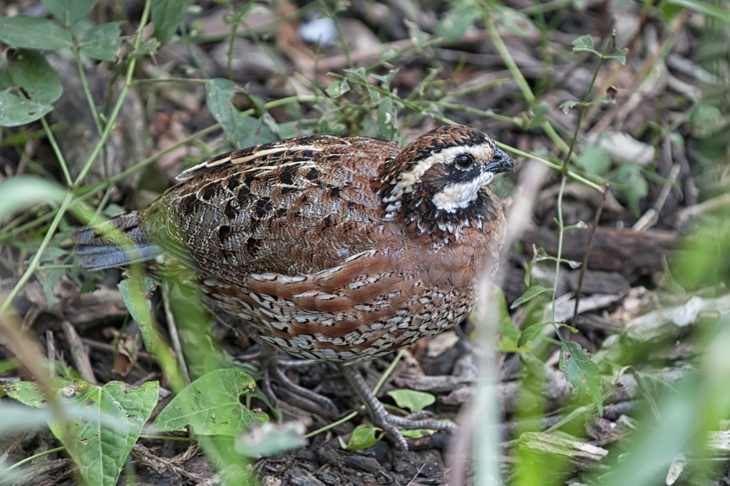 Bobwhite Quail by lstasel