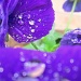 beautiful purple by quietpurplehaze