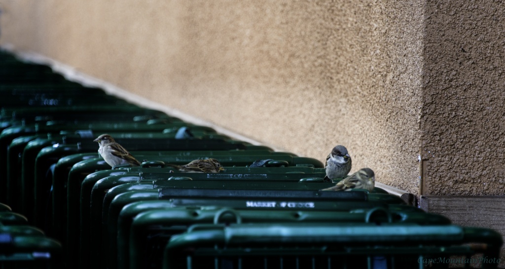 Shopping Cart Birds by jgpittenger