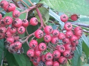 20th Sep 2012 - Berries