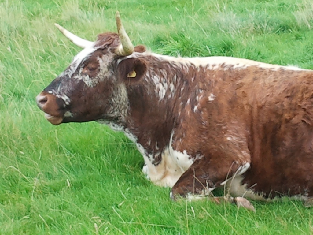 Cow at Hardwick by clairecrossley