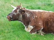 18th Sep 2012 - Cow at Hardwick
