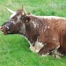Cow at Hardwick by clairecrossley