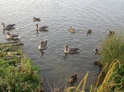 25th Sep 2012 - Ducks