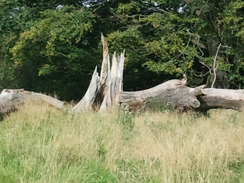 Fallen Tree by clairecrossley