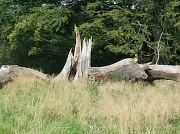 26th Sep 2012 - Fallen Tree