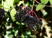 29th Sep 2012 - Elderberries