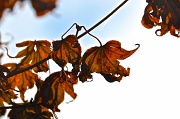 29th Sep 2012 - the leaves of fire