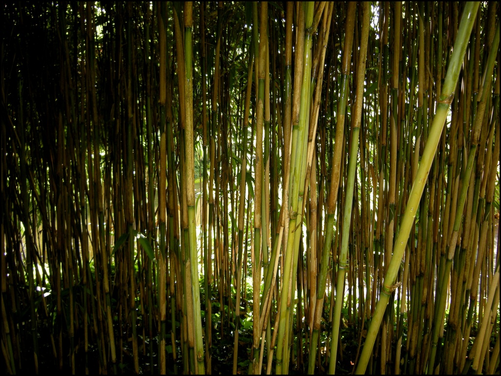 Bamboo by pyrrhula