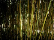 29th Sep 2012 - Bamboo