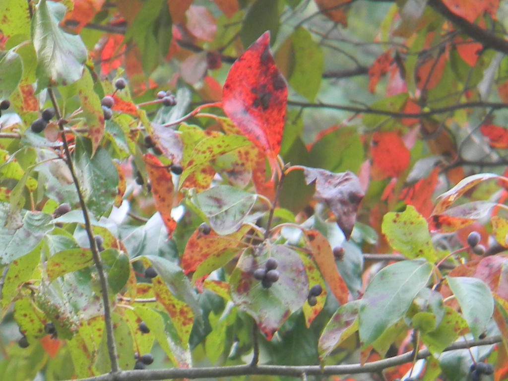 Close up of Blackgum Leaves 9.28.12 by sfeldphotos