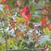 Close up of Blackgum Leaves 9.28.12 by sfeldphotos