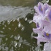 Flower Drops by grammyn