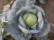 29th Sep 2012 - cabbage