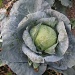 cabbage by rrt