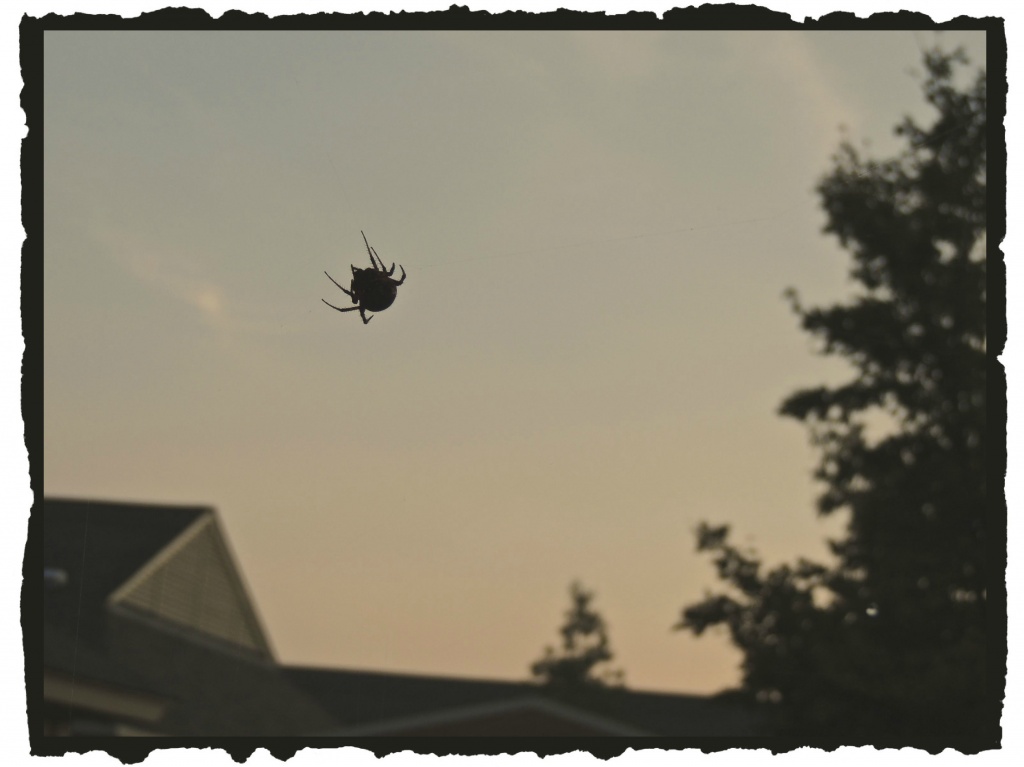 Yesterday's Spider by allie912