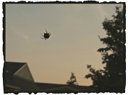 30th Sep 2012 - Yesterday's Spider