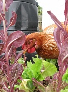 29th Sep 2012 - Feeding the chickens